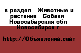  в раздел : Животные и растения » Собаки . Новосибирская обл.,Новосибирск г.